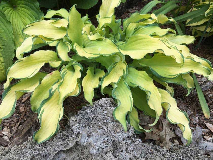 Hosta 'RIPPLE EFFECT'