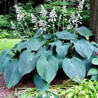 Hosta Blue Angel