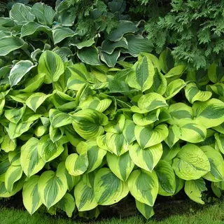 Hosta 'Moon Split'