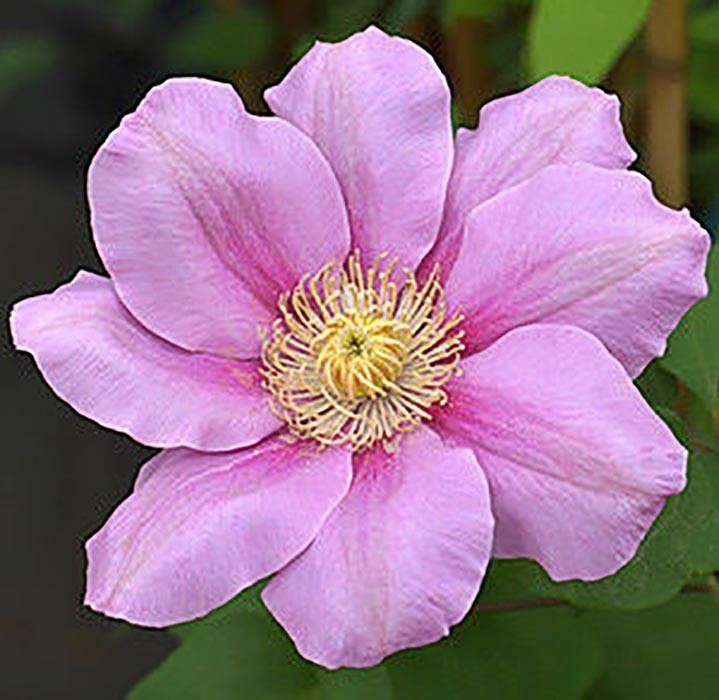 Pink Beauty