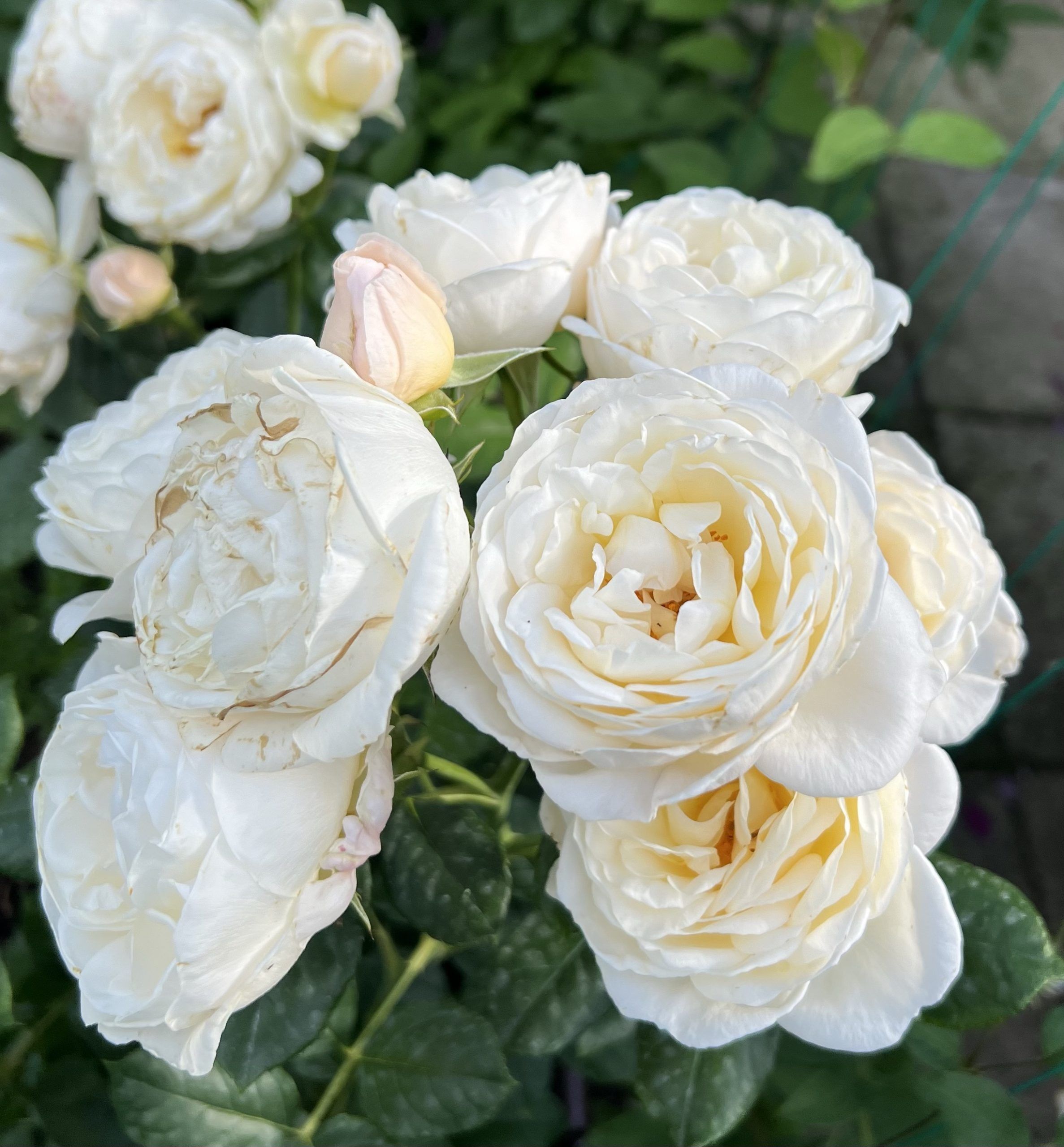 Uetersener Klosterrose — 2. fotogrāfija