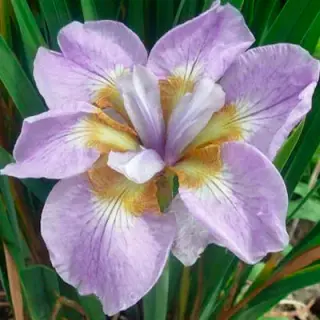 Īriss Sibīrijas RIKUGI SAKURA