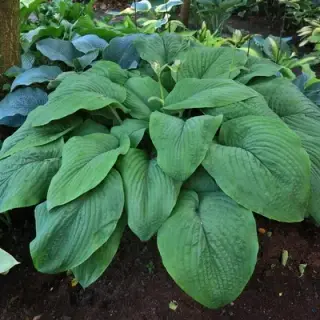 Hosta T Rex
