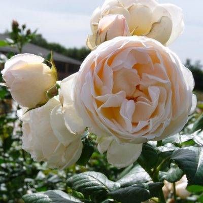 Uetersener Klosterrose — 3. fotogrāfija