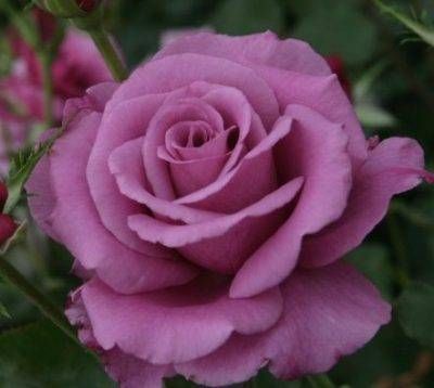 Shocking Blue