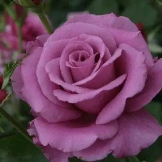 Shocking Blue