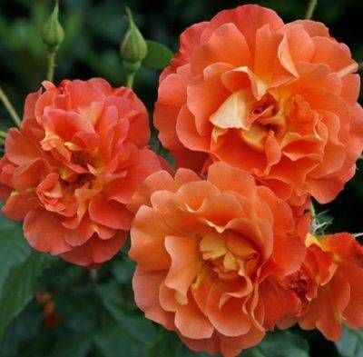 Westerland
