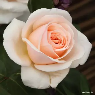 Marzipan