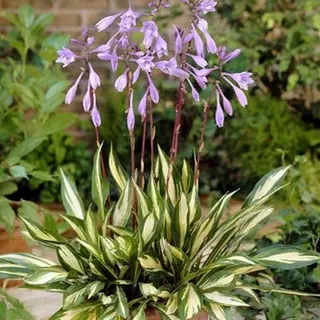 Hosta 'Cherry Berry'