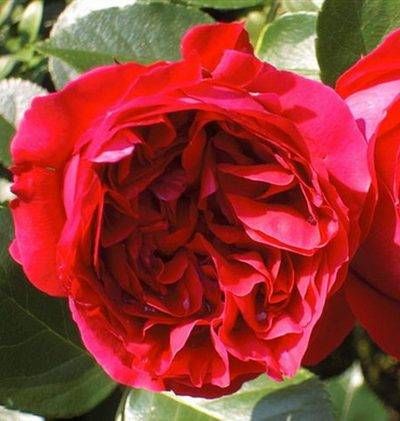 Red Eden Rose