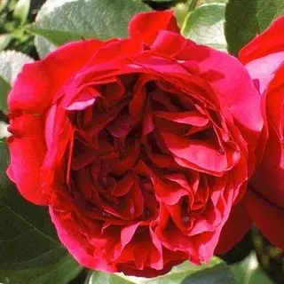 Red Eden Rose