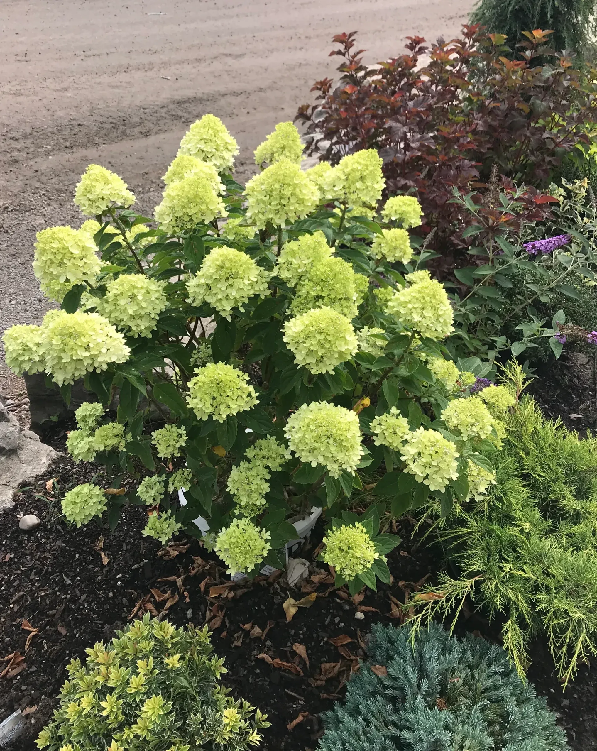 Living Little Lime Hydrangea paniculata