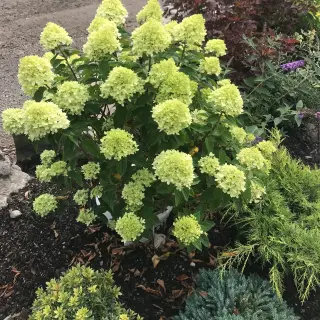Living Little Lime Hydrangea paniculata