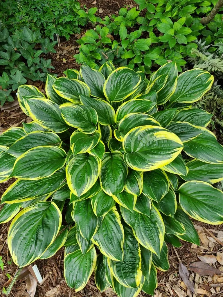Hosta 'Swamp Thing'