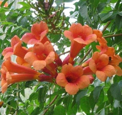 Campsis radicans
