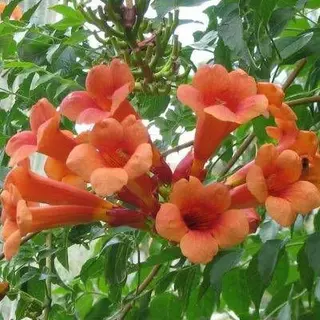 Campsis radicans