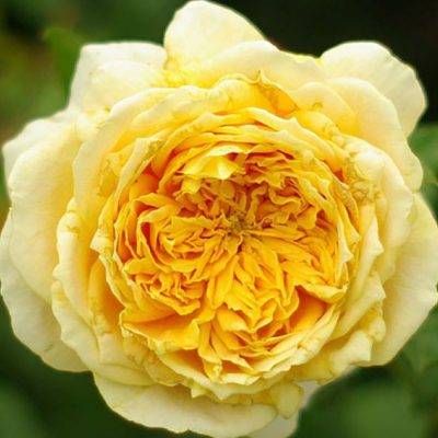 Golden Zest — 2. fotogrāfija