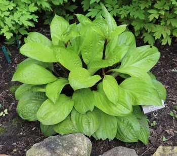 Hosta ‘Lemon Snap’