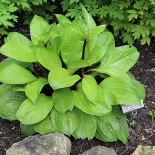 Hosta ‘Lemon Snap’