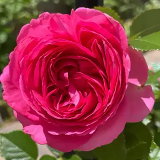 PINK EDEN ROSE®