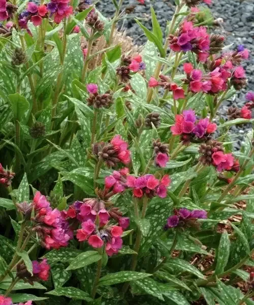 Lakacis - Pulmonaria Raspberry Splash — 2. fotogrāfija