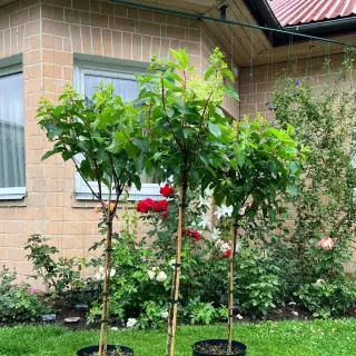 Dažādu šķirņu augststumbrahortenzija,C7,5-1,2m, 40 euro uz vietas stādaudzētavā.