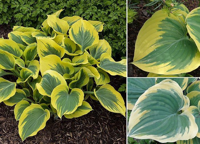 Hosta Ivory Coast
