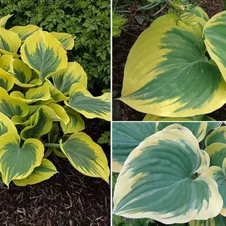 Hosta Ivory Coast