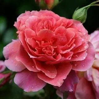 Laduree