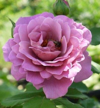 Magenta