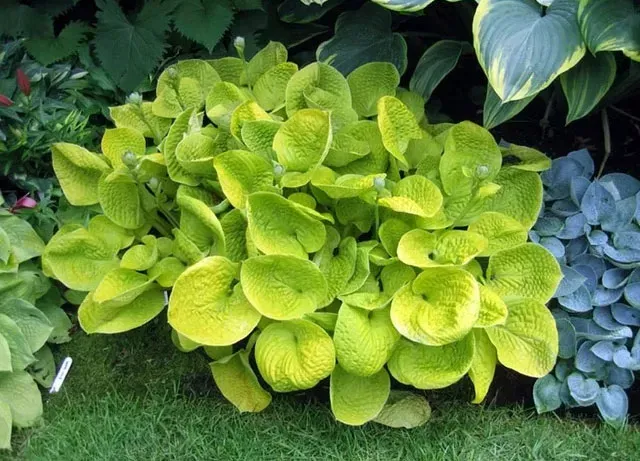Hosta Maui Buttercups