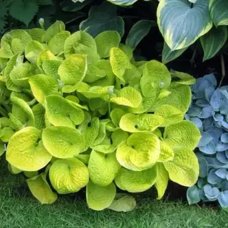 Hosta Maui Buttercups