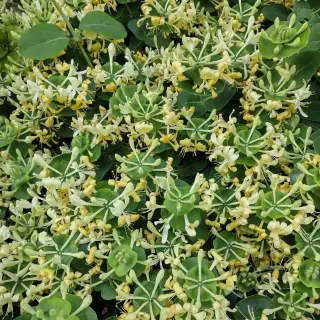 Lonicera Caprifolium(saldā mīla) - ceturtā gada stāds