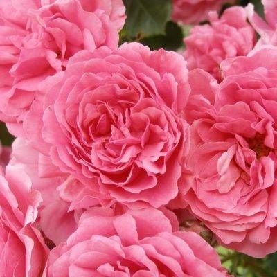 Rosarium Uetersen