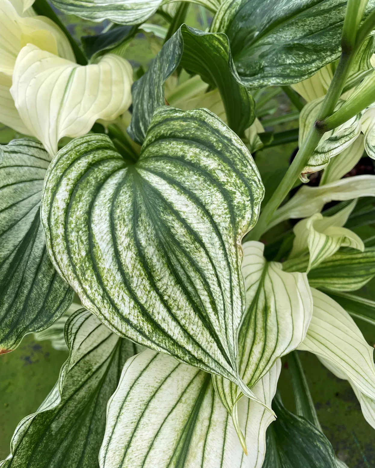 Hosta 'Zebra Stripe' — 2. fotogrāfija