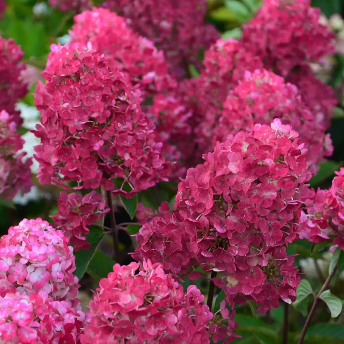Framboisine (Samarskaya Lidia)
