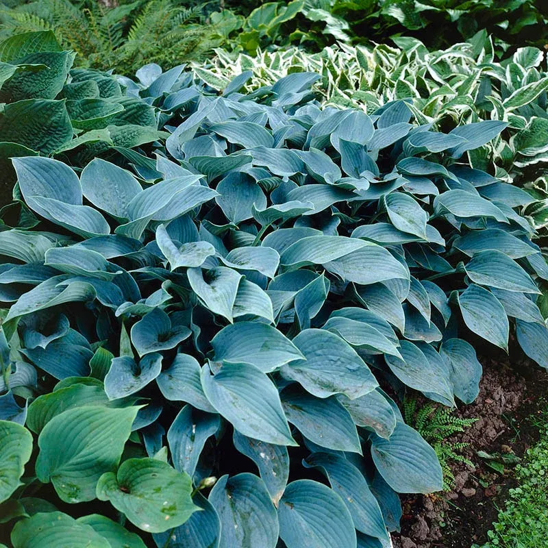 Hosta Halcyon