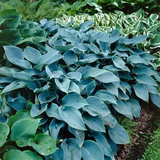 Hosta Halcyon