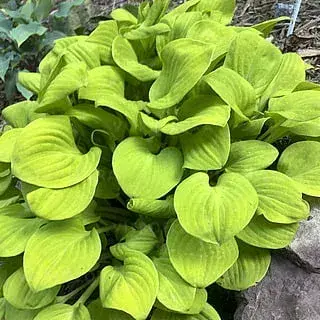 Hosta 'Sun Mouse'