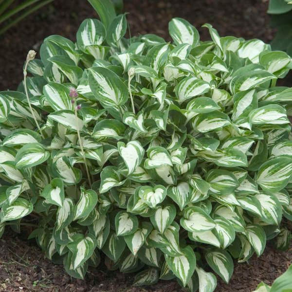 Hosta 'Pandora's Box'