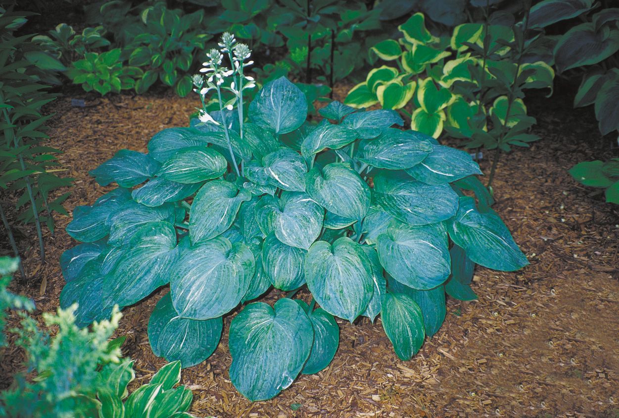 Hosta 'Spilt Milk'