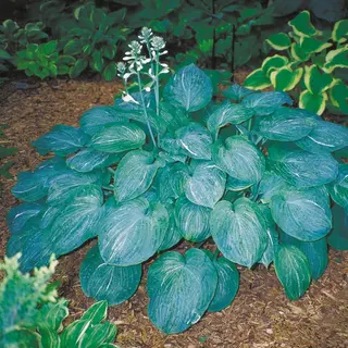 Hosta 'Spilt Milk'