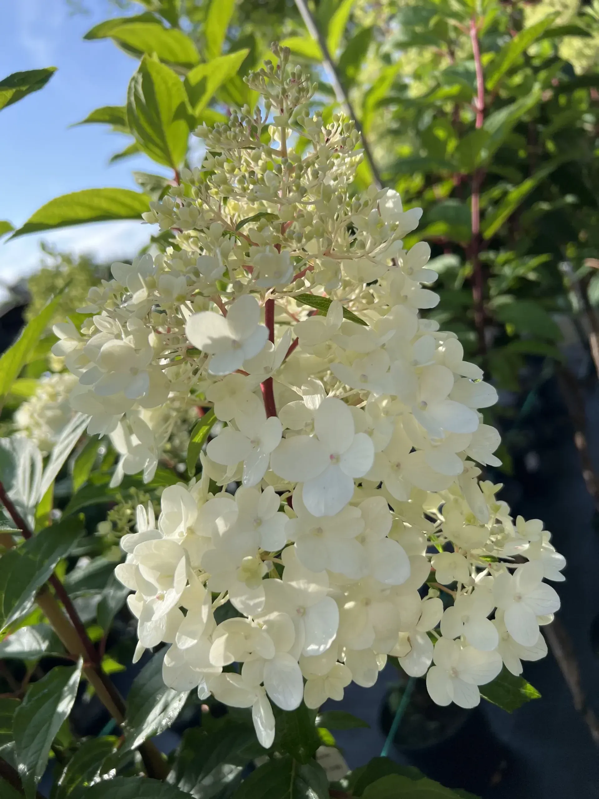Living Strawberry Blossom — 4. fotogrāfija