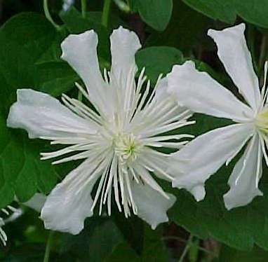 Fargesioides