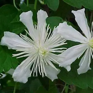 Fargesioides
