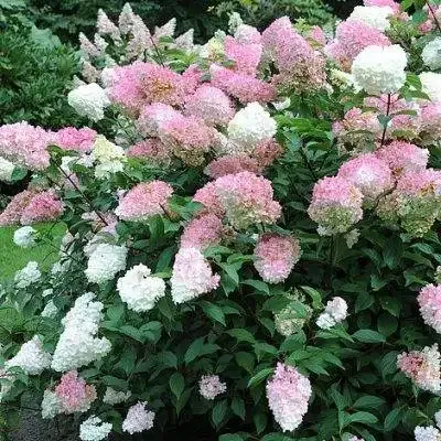 Vanille Fraise